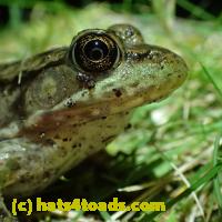 /home//u458753944/public_html/sourcegallery///Frogs/Mixed frogs/P8160341.JPG